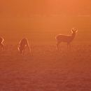 foto-ree-in-zonsondergang.jpg